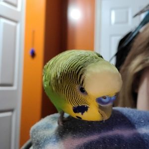 Meet your Posher, Danika